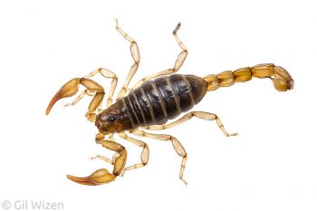 Northern scorpion (Paruroctonus boreus). British Columbia, Canada