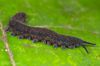 Velvet worm (Peripatoides novaezealandiae). Okere Falls, New Zealand