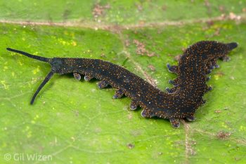 Velvet worm (Peripatoides novaezealandiae). Okere Falls, New Zealand