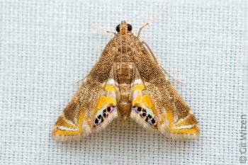 Salticid-mimic moth (Petrophila sp.). Cayo District, Belize