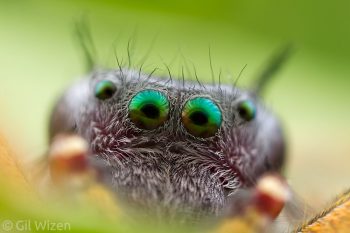 Closeup on the eyes of a jumping spider (Phidippus arizonensis). Arizona, United States