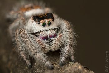 Female regal jumping spider (Phidippus regius). Photographed in captivity