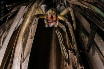 Wandering spider (Phoneutria depilata) preying on a katydid. Taironaka, Colombia