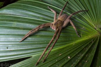 Wandering spider (Phoneutria depilata). Taironaka, Colombia