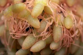 Noodle salad of Phrynus whitei babies. Photographed in captivity