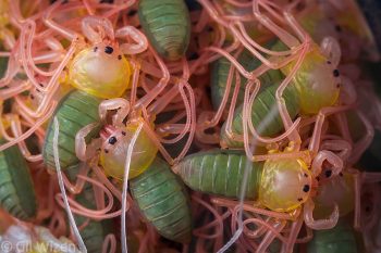 Noodle salad of Phrynus whitei babies. Photographed in captivity