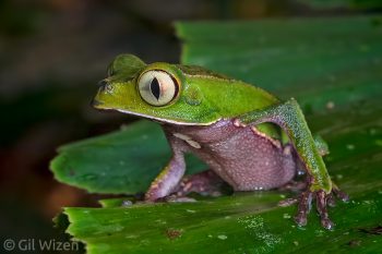 White-lined leaf frog (Phyllomedusa vaillanti). Amazon Basin, eastern Ecuador