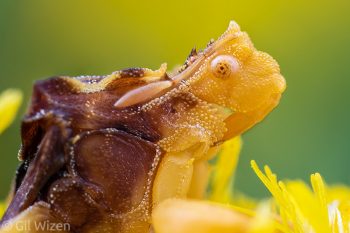 Portrait of an ambush bug (Phymata sp.). Ontario, Canada