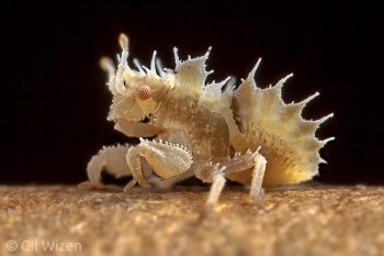 Baby ambush bug (Phymata monstrosa). Judaean Desert, Israel
