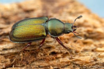 Female oak stag beetle (Platycerus quercus). Ontario, Canada