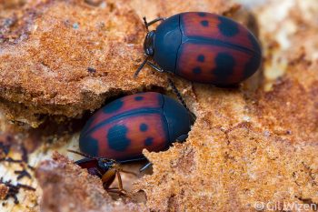 Darkling beetles (Platydema maculatum) feeding on wood fungus. Pico Bonito, Honduras