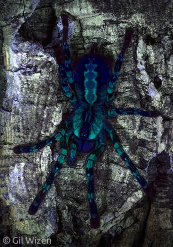 Indian Ornamental Tree Spider (Poecilotheria regalis) fluorescence under UV light. Photographed in captivity