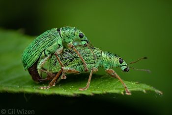 Pale green weevil (Polydrusus impressifrons) mating. Ontario, Canada