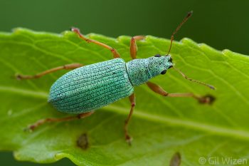 Pale green weevil (Polydrusus impressifrons). Ontario, Canada