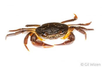 Freshwater crab (Potamon potamios). Golan Heights, Israel