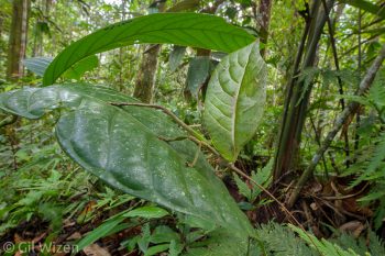 Leaf-mimicking Katydid (Cycloptera sp.). Amazon Basin, eastern Ecuador