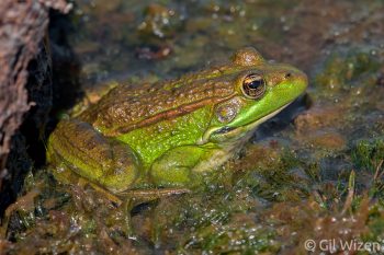 Levant Water Frog (Pelophylax bedriagae). Golan Heights, Israel