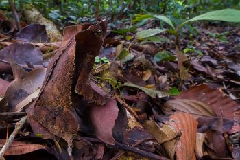 South American Common Toad (Rhinella margaritifera) camouflaged in the leaf litter. Amazon Basin, Ecuador