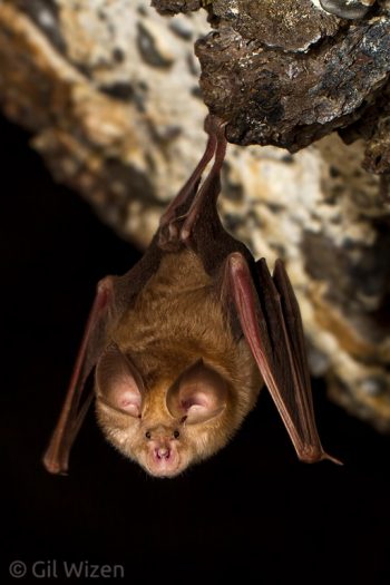 Mediterranean Horseshoe Bat (Rhinolophus euryale). Golan Heights, Israel