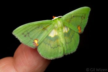Geometer moth (Rhodochlora brunneipalpis). Limón Province, Costa Rica