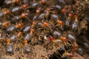 Armed nasute termites (Rhynchotermes perarmatus) in their nest. Limón Province, Costa Rica