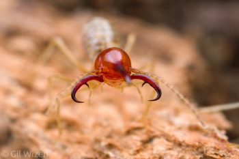 Armed nasute termite soldier (Rhynchotermes perarmatus) gaping its impressive mandibles. Limón Province, Costa Rica