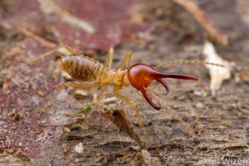Armed nasute termite soldier (Rhynchotermes perarmatus). Limón Province, Costa Rica