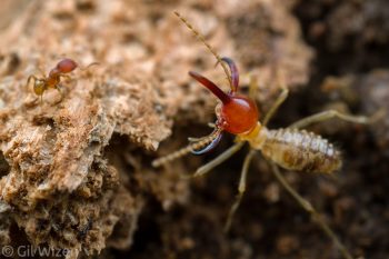 Armed nasute termite soldier (Rhynchotermes perarmatus) facing a small ant. Limón Province, Costa Rica