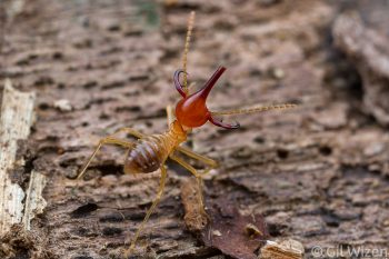 Armed nasute termite soldier (Rhynchotermes perarmatus) with a broken nasus. Limón Province, Costa Rica