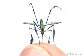 A female mosquito (Sabethes sp.) in mid-bite. Amazon Basin, Ecuador