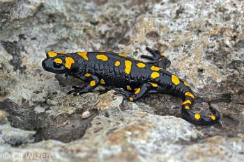 Fire salamander (Salamandra salamandra). Carmel Mountain Ridge, Israel