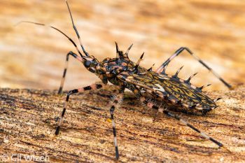 Termite-preying assassin bug (Salyavata sp.). Limón Province, Costa Rica