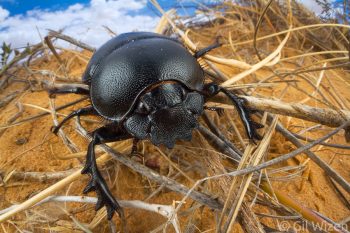 Dung beetle (Scarabaeus sp.). Western Negev desert, Israel