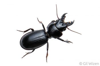 Scarites striatus, a psammophilic ground beetle living in sand dunes. Southern coastal plain, Israel.