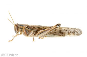 Desert locust (Schistocerca gregaria). Western Negev Desert, Israel
