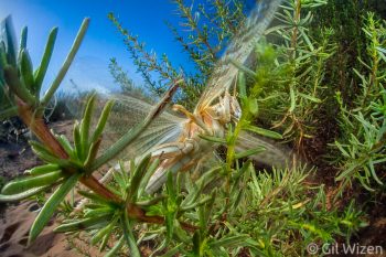 Desert locust (Schistocerca gregaria) taking off. Central Coastal Plain sand dunes, Israel