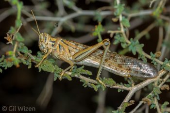 Desert locust (Schistocerca gregaria) adult in solitary phase. Negev Desert, Israel