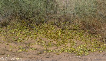 Desert locust (Schistocerca gregaria) nymphs. Negev Desert, Israel