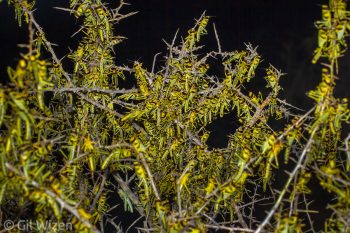Desert locust (Schistocerca gregaria) nymphs crowding at night. Negev Desert, Israel
