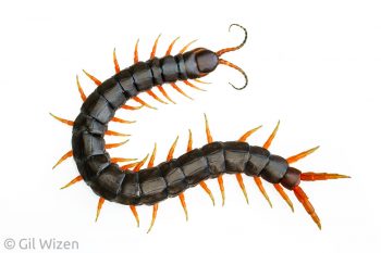 Mediterranean black centipede (Scolopendra sp.). Central Coastal Plain, Israel