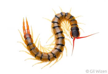 Mediterranean banded centipede (Scolopendra cingulata). Central Coastal Plain, Israel