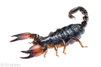 Large-clawed scorpion (Scorpio fuscus). Carmel Mountain Range, Israel