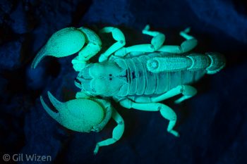 Israeli Gold scorpion (Scorpio palmatus) fluorescence under UV light. Negev Desert, Israel