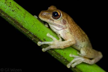 Common Mexican Treefrog (Smilisca baudinii). Caves Branch, Cayo District, Belize