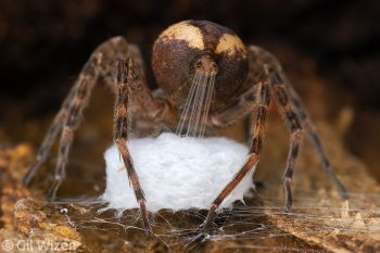 Spinning the cradle. Wildlife Photographer of the Year, Invertebrate Behaviour category winner. A female fishing spider (Dolomedes scriptus) stretches out fine strands of silk from her spinnerets for weaving into her egg sac. Ontario, Canada