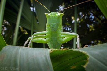 Giant crested katydid (Steirodon sp.). Taironaka, Colombia