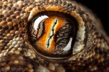 Eye of Lichtenstein’s Short-fingered Gecko (Stenodactylus sthenodactylus). Negev Desert, Israel