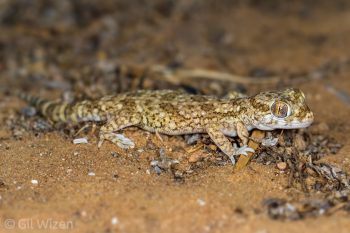 Lichtenstein’s Short-fingered Gecko (Stenodactylus sthenodactylus). Negev Desert, Israel