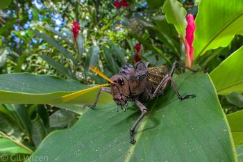 Lubber grasshopper (Taeniopoda reticulata). Caves Branch, Cayo District, Belize