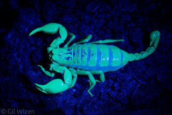 Ecuadorian burrowing scorpion (Teuthraustes) fluorescence under UV light. Amazon Basin, Ecuador